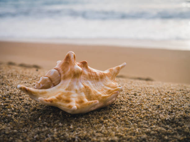 istock Sea shell on the beach at sunset 1145386102