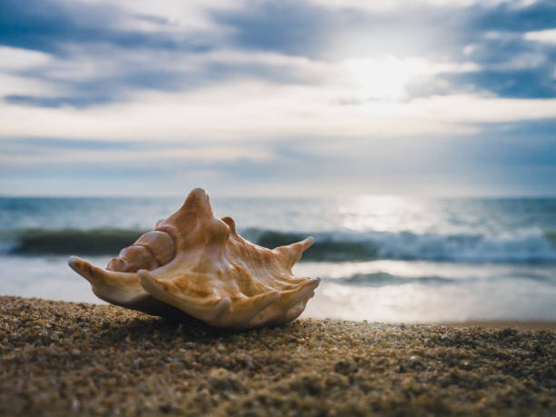 istock Sea shell on the beach at sunset 1145386105
