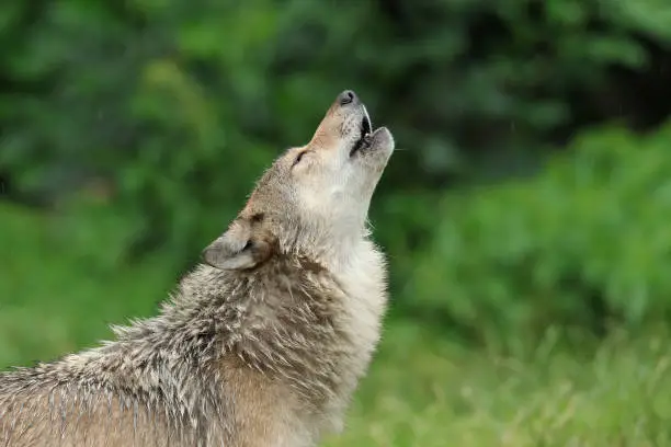 Howling gray wolf, Canis lupus, Germany, Europe