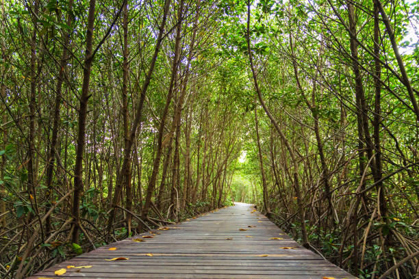 istock Wood bridge and natural mangrove trees. tunnel. 1145389800