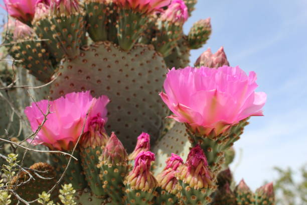 istock OPENING OF THE OPUNTIA - 29 PALMS - 040819 E 1145390685