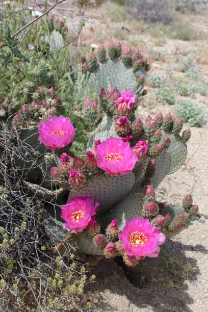 открытие opuntia - 29 пальм - 040819 a - conquering adversity adversity plant desert стоковые фото и изображения