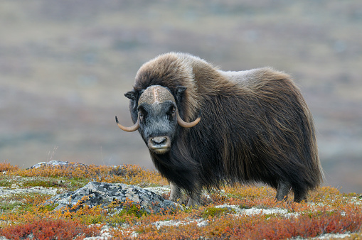 Musk ox, Bull, Dovrefjell National Park, Norway, Europe