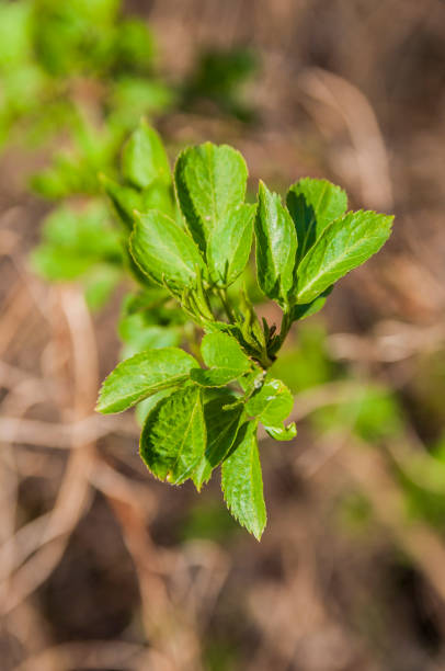 istock Spring. Blooming green leaves on the branches 1145392258