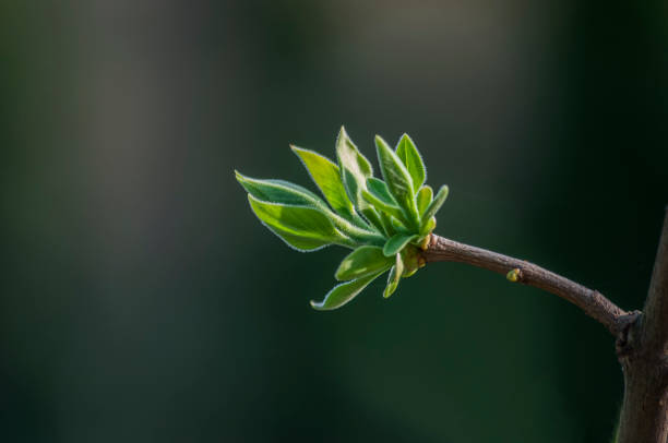 istock Spring. Blooming green leaves on the branches on a dark background 1145392264