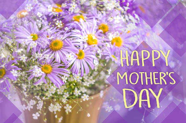 istock Vibrant bright purple daisy flowers. Spring and summer flowers. 1145392686