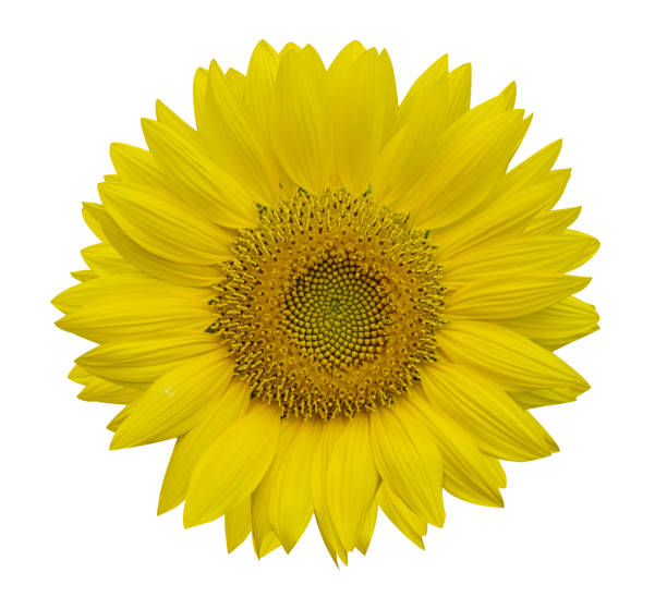 istock Beautiful sunflowerisolated on white background 1145392709