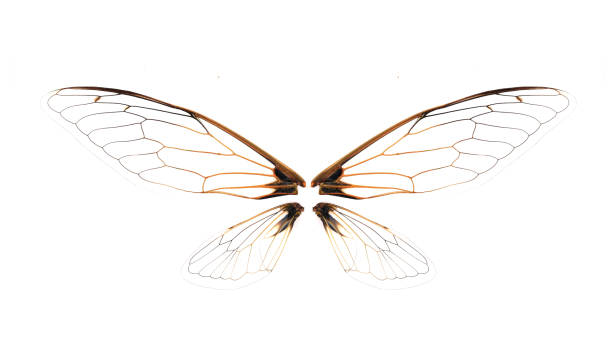 istock Wings of insect cicada on white background 1145392711