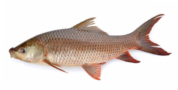 istock Cyprinus carpio isolated on white background 1145392726