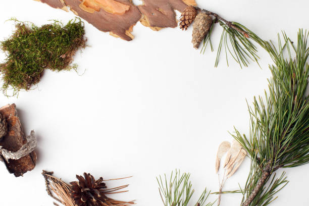 istock bio natural organicframe from forest deteails on white background, eco-friendly, ecology, earth day creative idea, copy space 1145393456