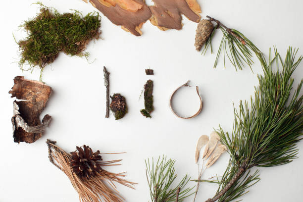 bio natural organic text from forest deteails on white background, eco-friendly, ecology lettering, earth day creative idea