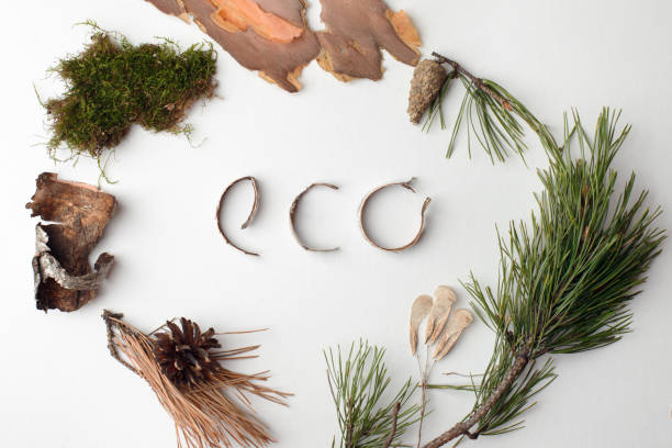 eco natural organic text from forest deteails on white background, eco-friendly, ecology lettering, earth day creative idea