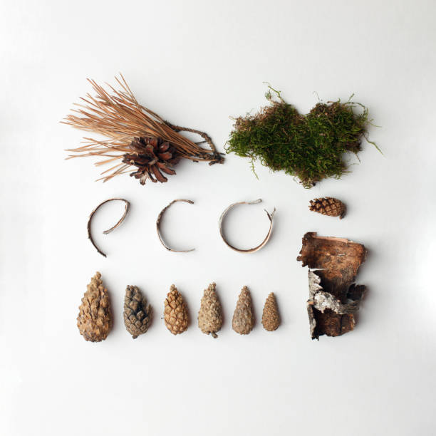 istock eco natural organic text from forest deteails on white background, eco-friendly, ecology lettering, conceptual minimalism 1145393459