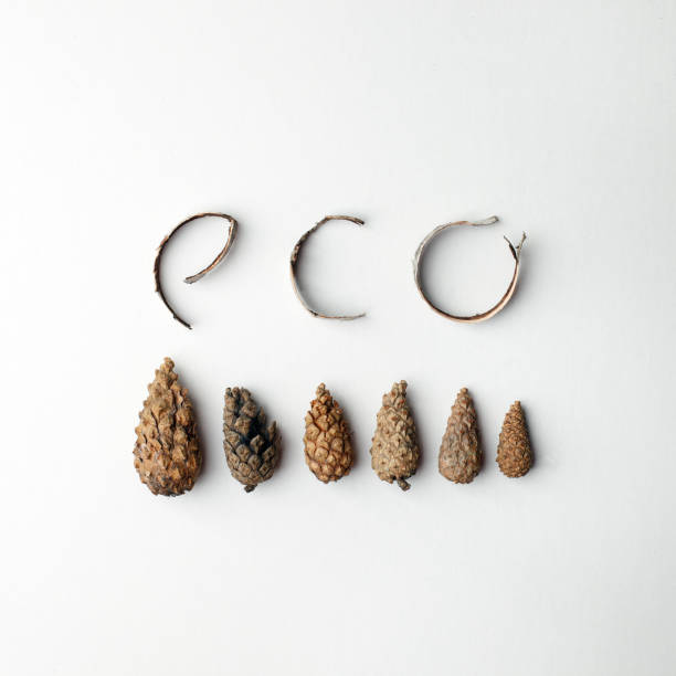 istock eco natural organic text from forest deteails on white background, eco-friendly, ecology lettering, conceptual minimalism 1145393463