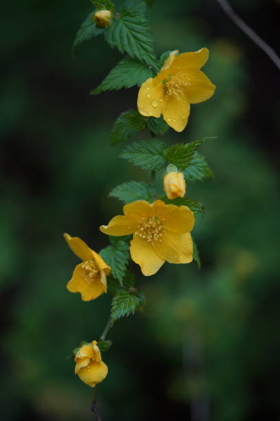 istock Japanese Kerria 'Yamabuki' Yellow 1145394784
