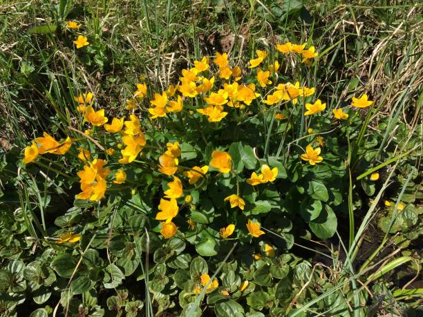 istock Yellow Kingcup March marigold flowers on alpine meadow 1145395859