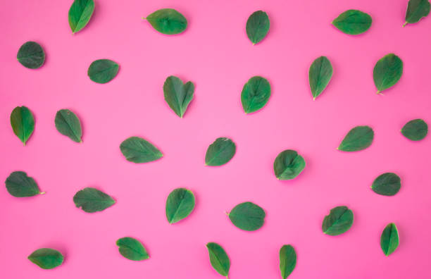 istock Pattern of petals clover leaves on a pink background. Natural wallpaper. Flat lay, top view 1145397621