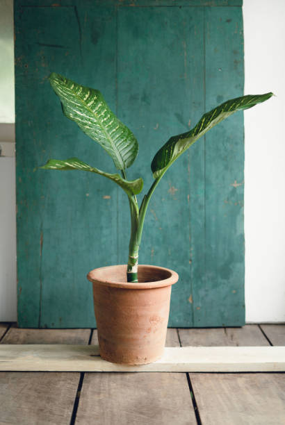 istock Tree in the room indoor plant 1145397930
