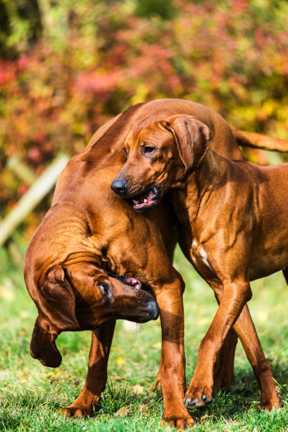 istock Two funny friendly Rhodesian Ridgeback dogs playing, running, chasing 1145398195
