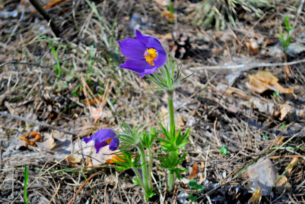 istock Blooming Pulsatilla patens. 1145400717