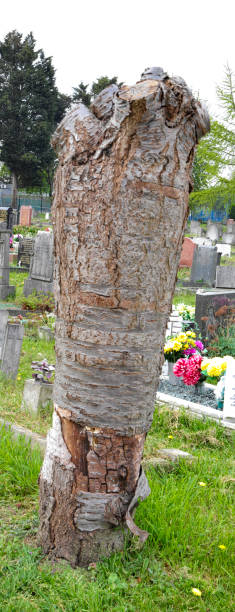 istock Trees disfigured and killed by tree surgery Surrey 1145400764
