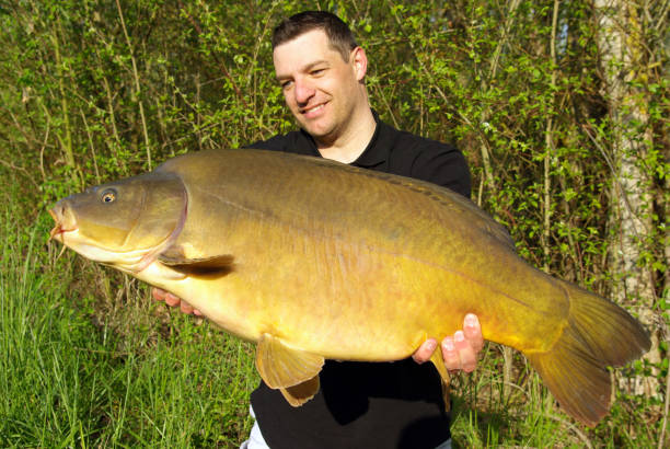 istock Carp fishing. Catch of fish 1145401850