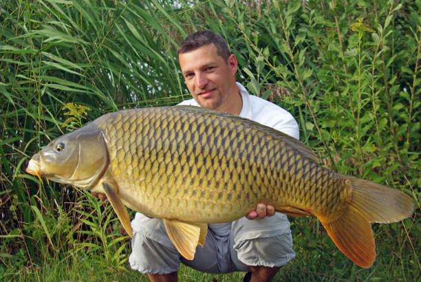 istock Carp fishing. Catch of fish 1145402712