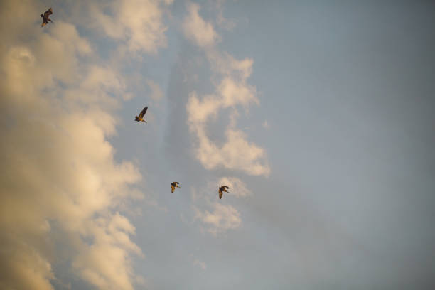 istock Low Angle View Of Birds Flying In Sky 1145403729