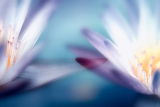 waterlily  flower in soft color pastel tones for background from thailand