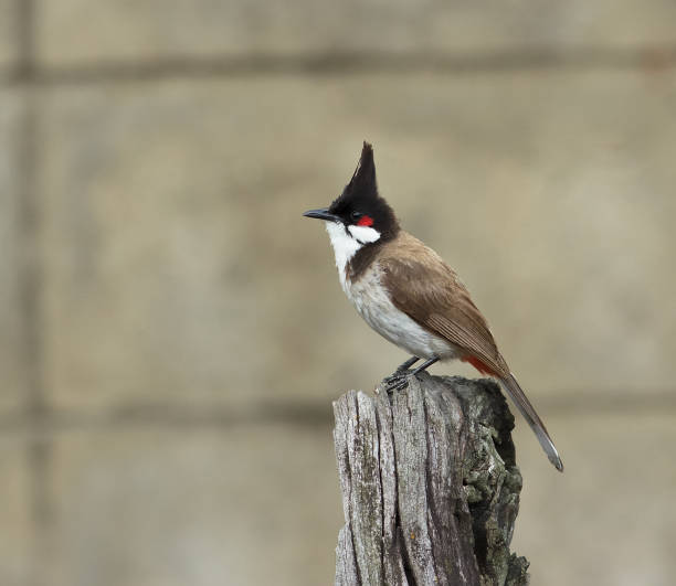 Red-whiskered Bulbul. One Red-whiskered Bulbul standing on a stump in the garden. nub stock pictures, royalty-free photos & images