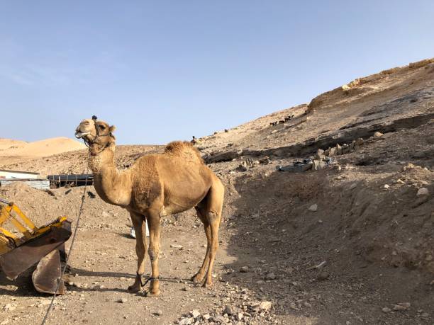 istock Camel in bedouin village 1145405449
