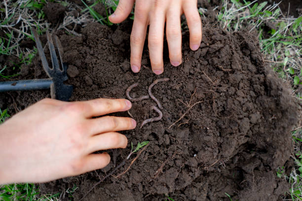 istock young man hold bunch of soil with earth worms b 1145407920