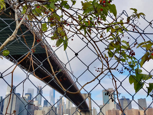 istock Brooklyn Bridge And Buildings Seen Through Chainlink Fence 1145408811