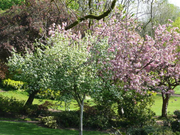 istock Spring colours in Avenham Park 1145412179