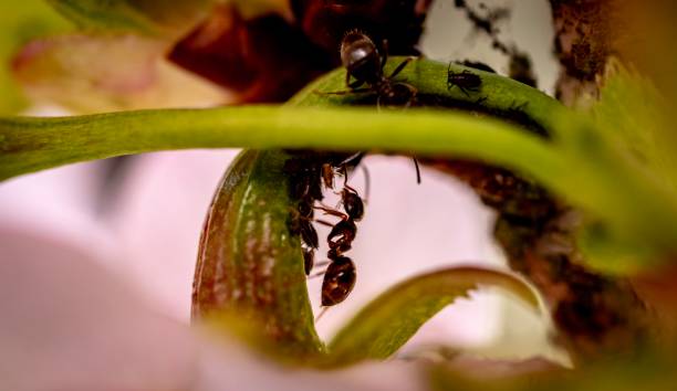 Ants and aphids close up stock photo