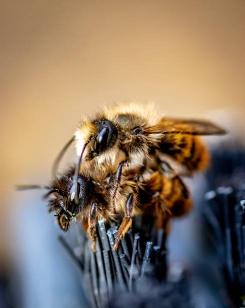 Bees mating stock photo