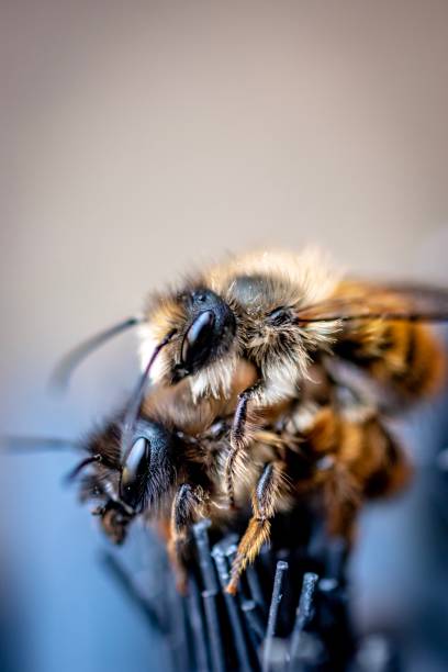 istock Close up of bees 1145413169