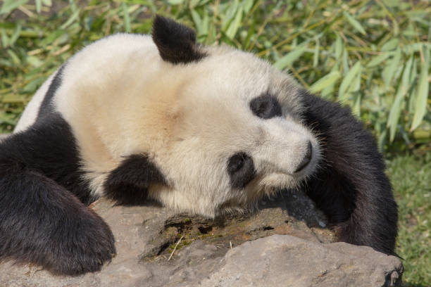 istock Giant Panda. Ailuropoda melanoleuca. 1145413298