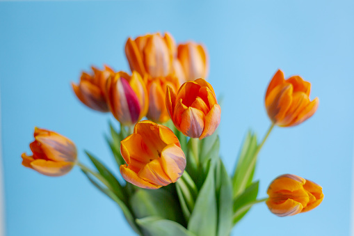 Spring orange tulips in a vase on blue background. Horizontal view.