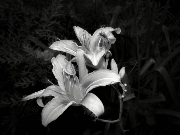 istock Flowers on a black and white photo 1145413482
