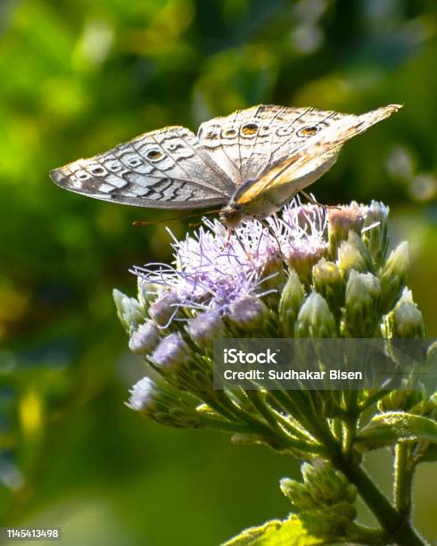 The Grey Pansy Stock Photo - Download Image Now - Animal Body Part, Animal Wildlife, Animal Wing