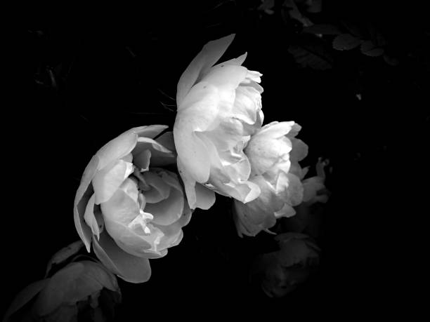 istock Flowers on a black and white photo 1145413512