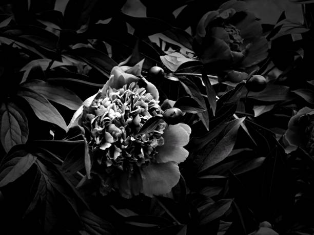istock Flowers on a black and white photo 1145413528