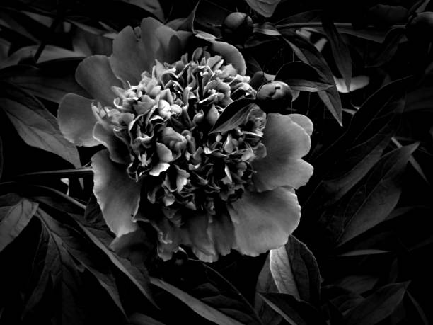 istock Flowers on a black and white photo 1145413535