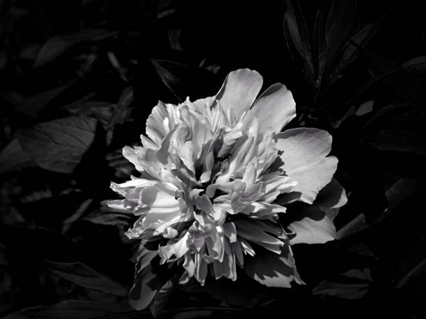istock Flowers on a black and white photo 1145413545