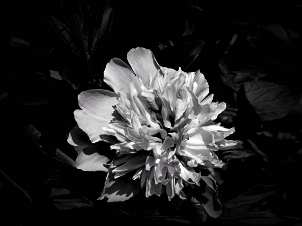 istock Flowers on a black and white photo 1145413548