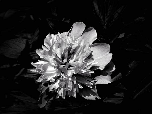 istock Flowers on a black and white photo 1145413549