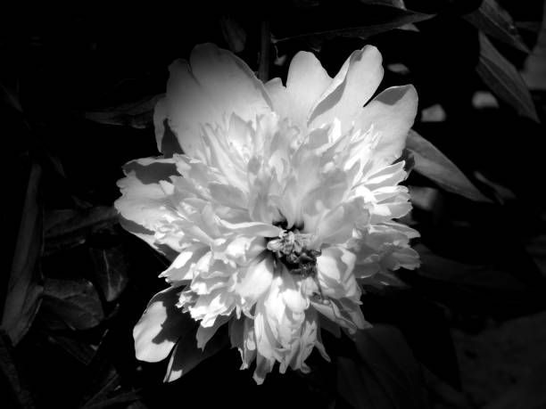 istock Flowers on a black and white photo 1145413559