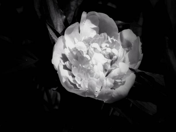 istock Flowers on a black and white photo 1145413568