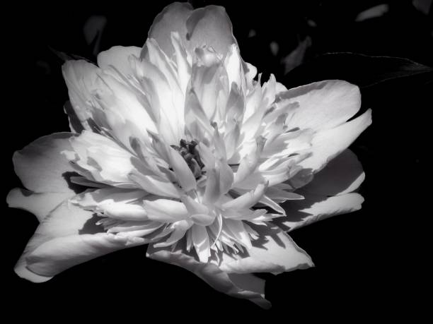 istock Flowers on a black and white photo 1145413569